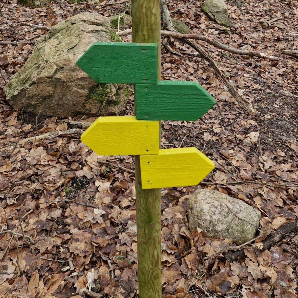 Vägval i skog